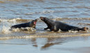 Grey Seals