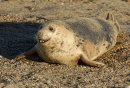 Grey Seal