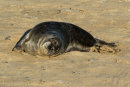 Grey Seal