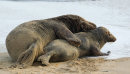 Grey Seals