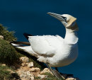 Gannet