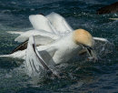 Gannet