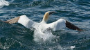 Gannet