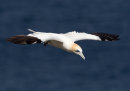 Gannet