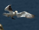 Gannet