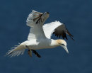 Gannet