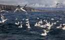 Gannets at Bempton Cliffs