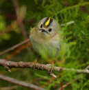Goldcrest