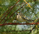 Goldcrest