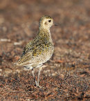 Golden Plover