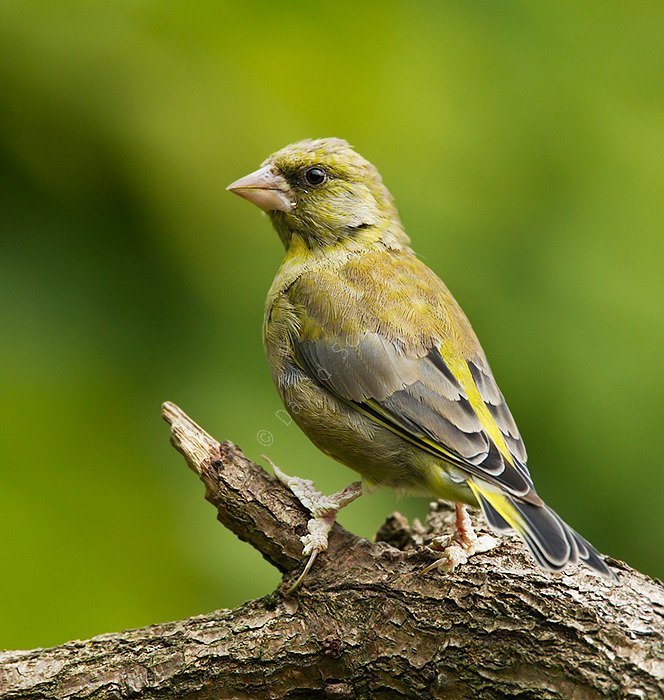 Greenfinch