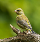 Greenfinch