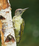 Green Woodpecker