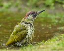 Green Woodpecker