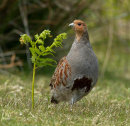 Grey Partridge