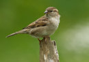 House Sparrow
