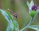 Hover Fly