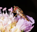Hoverfly