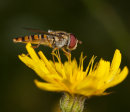 Hoverfly