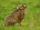 Brown Hare