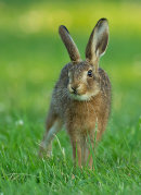 Brown Hare
