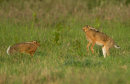 Brown Hares