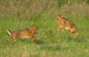 Brown Hares