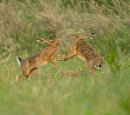 Brown Hares