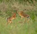 Brown Hares