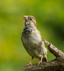 House Sparrow