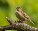 House Sparrow