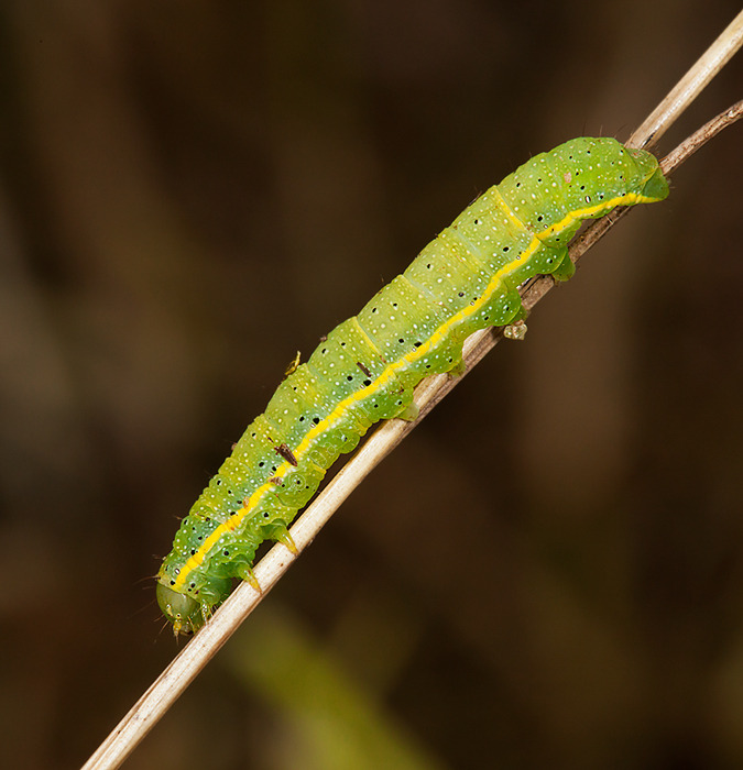 Awaiting identification