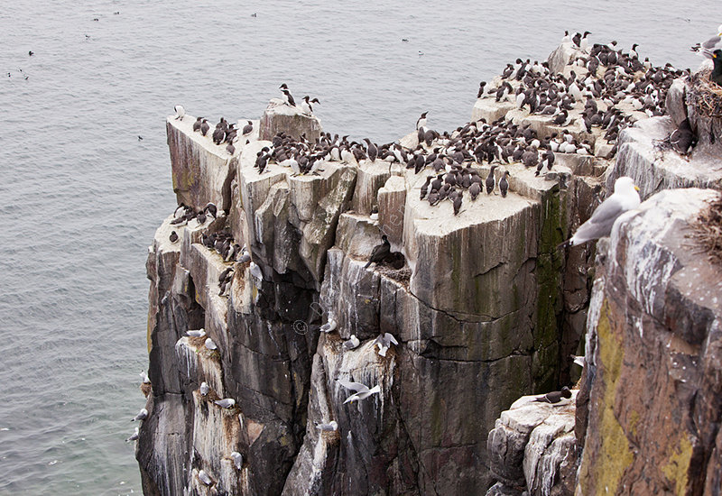 Inner Farne