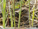 Jack Snipe