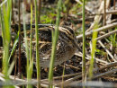Jack Snipe