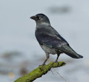 Jackdaw