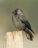 Jackdaw