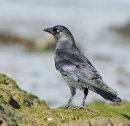 Jackdaw
