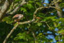 Kestrel