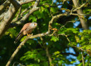 Kestrel