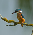 Kingfisher