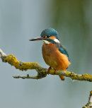 Kingfisher