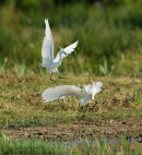 Little Egrets