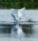 Little Egrets