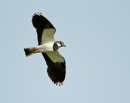 Lapwing