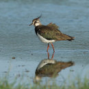 Lapwing