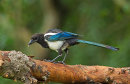 Magpie (juvenile)