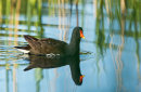 Moorhen