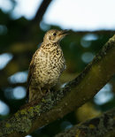 Mistle Thrush