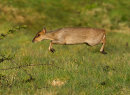 Muntjac